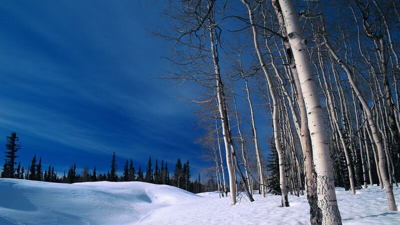 Birch Trees in Snow — Blue, Serene