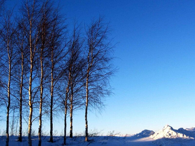 Birch Trees in Snow — Blue