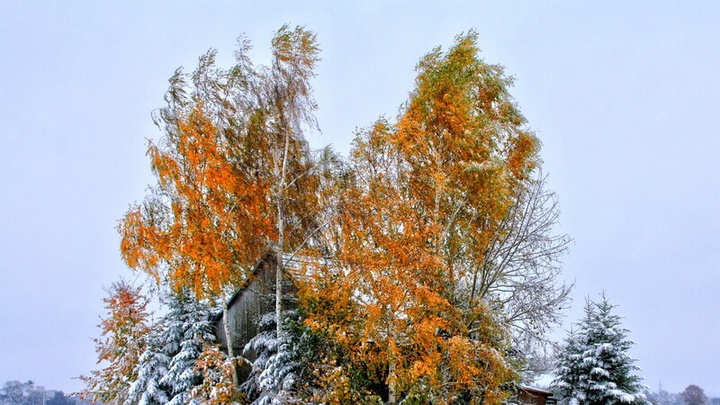 Birch Trees in Snow — Orange