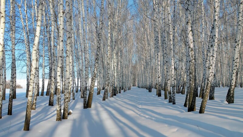 Birch Trees in Snow — Photograph