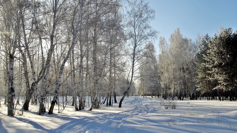 Birch Trees in Snow — Sky