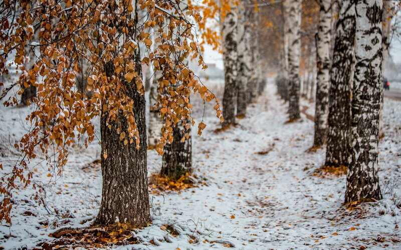 Birch Trees in Snow — White, Serene, Autumn