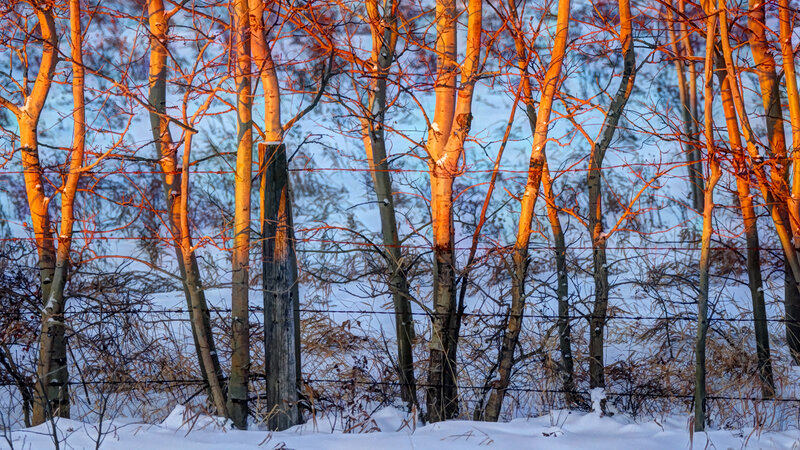 Birch Trees in Snow — White, Serene
