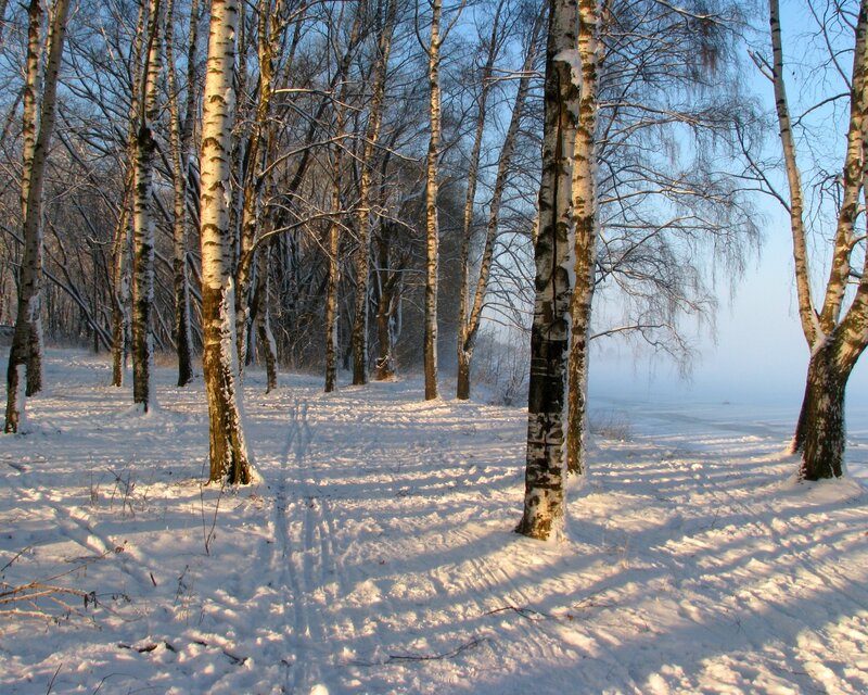 Birch Trees in Snow — White, Serene, Winter, Photograph, Fog, Brown