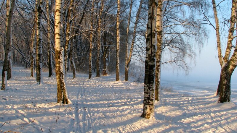 Birch Trees in Snow — White, Serene, Winter, Photograph, Fog