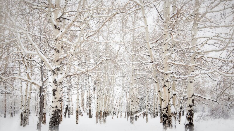 Birch Trees in Snow — White, Serene, Winter, Photograph, Forest