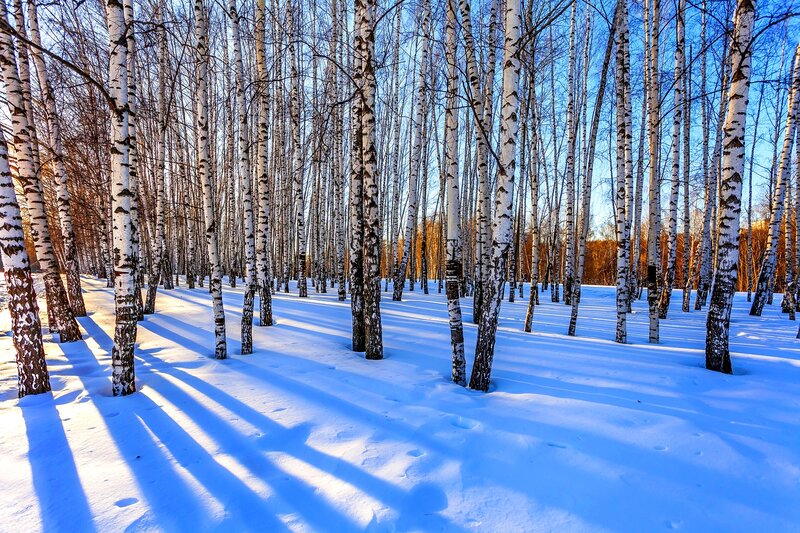 Birch Trees in Snow — White, Serene, Winter, Photograph, Sky