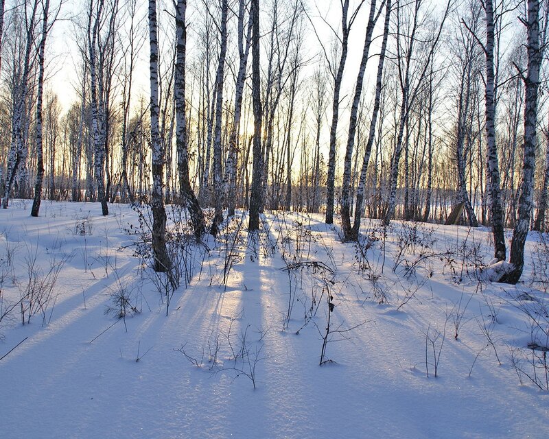 Birch Trees in Snow — White, Serene, Winter, Photograph, Sunlight, Brown, Yellow