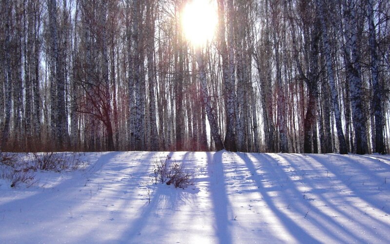 Birch Trees in Snow — White, Serene, Winter, Photograph, Sunlight