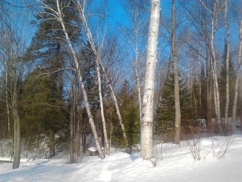 Birch Trees in Snow — White, Serene, Winter, Photograph