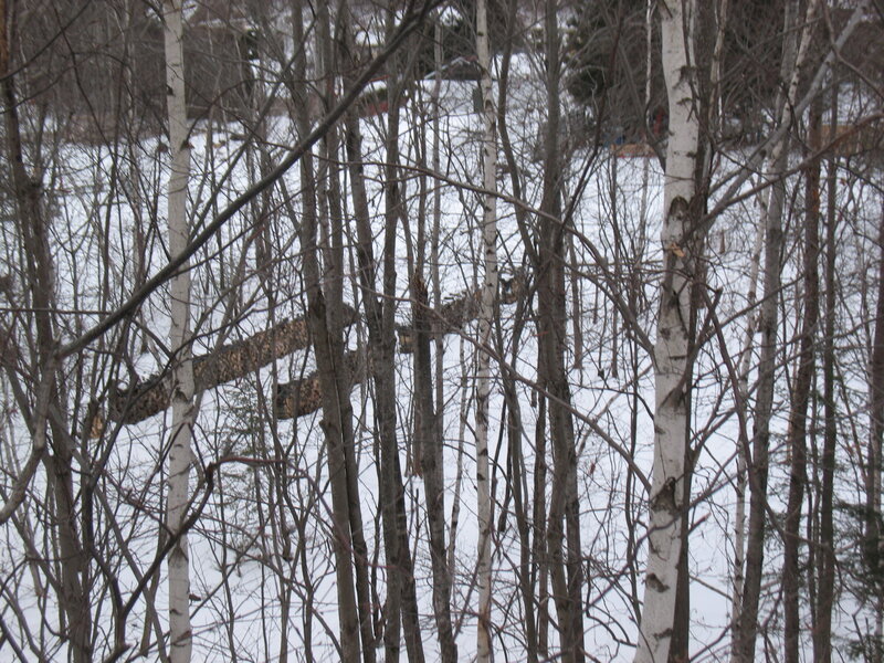 Birch Trees in Snow — White