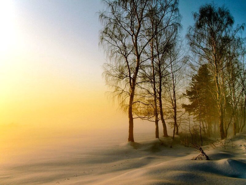 Birch Trees in Snow — Yellow