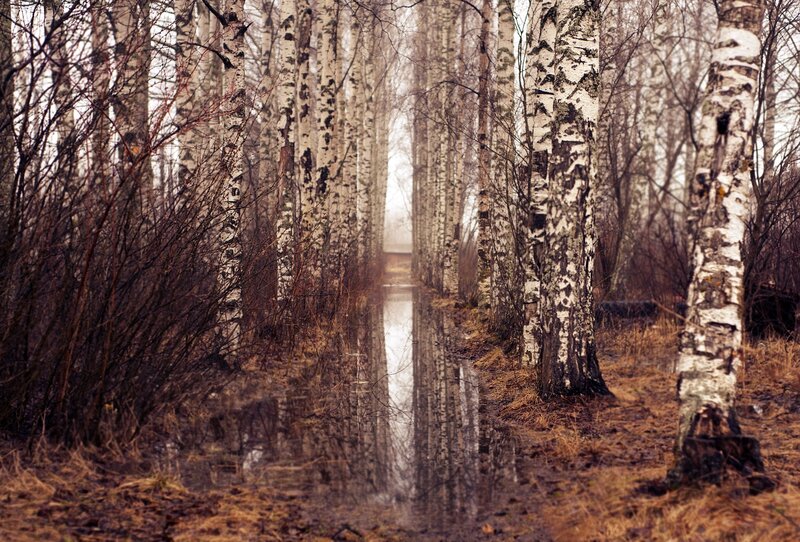Birch Trees in Swamp