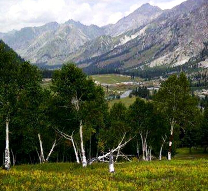 Birch Trees in Valley