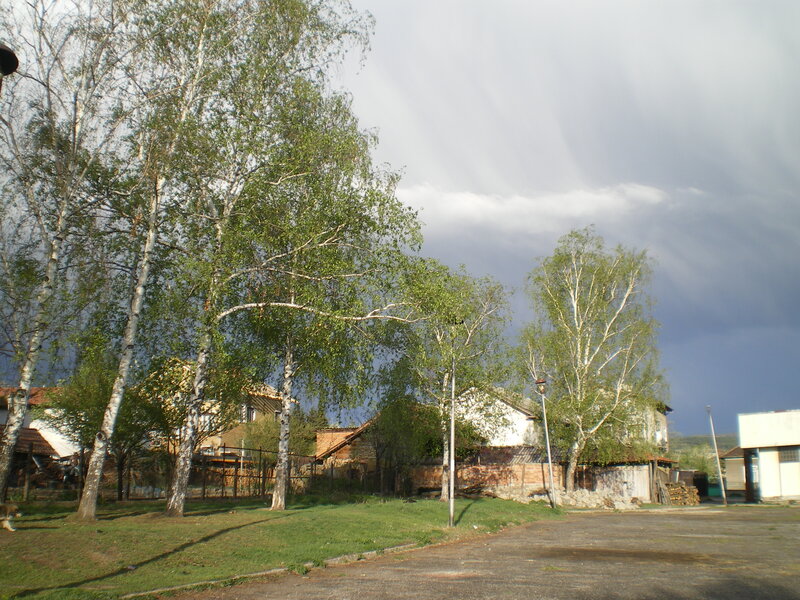 Birch Trees in Village