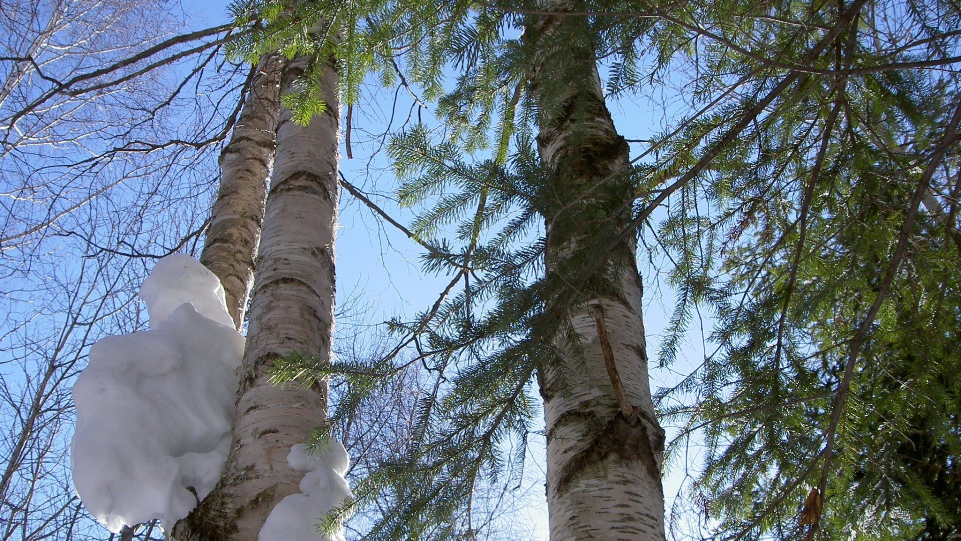 Birch trees in winter forest