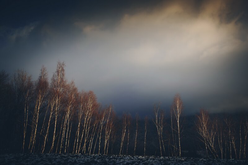 Birch Trees in Winter — Gray
