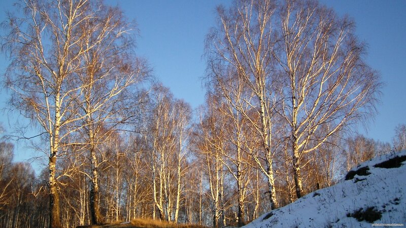 Birch trees in winter sunlight