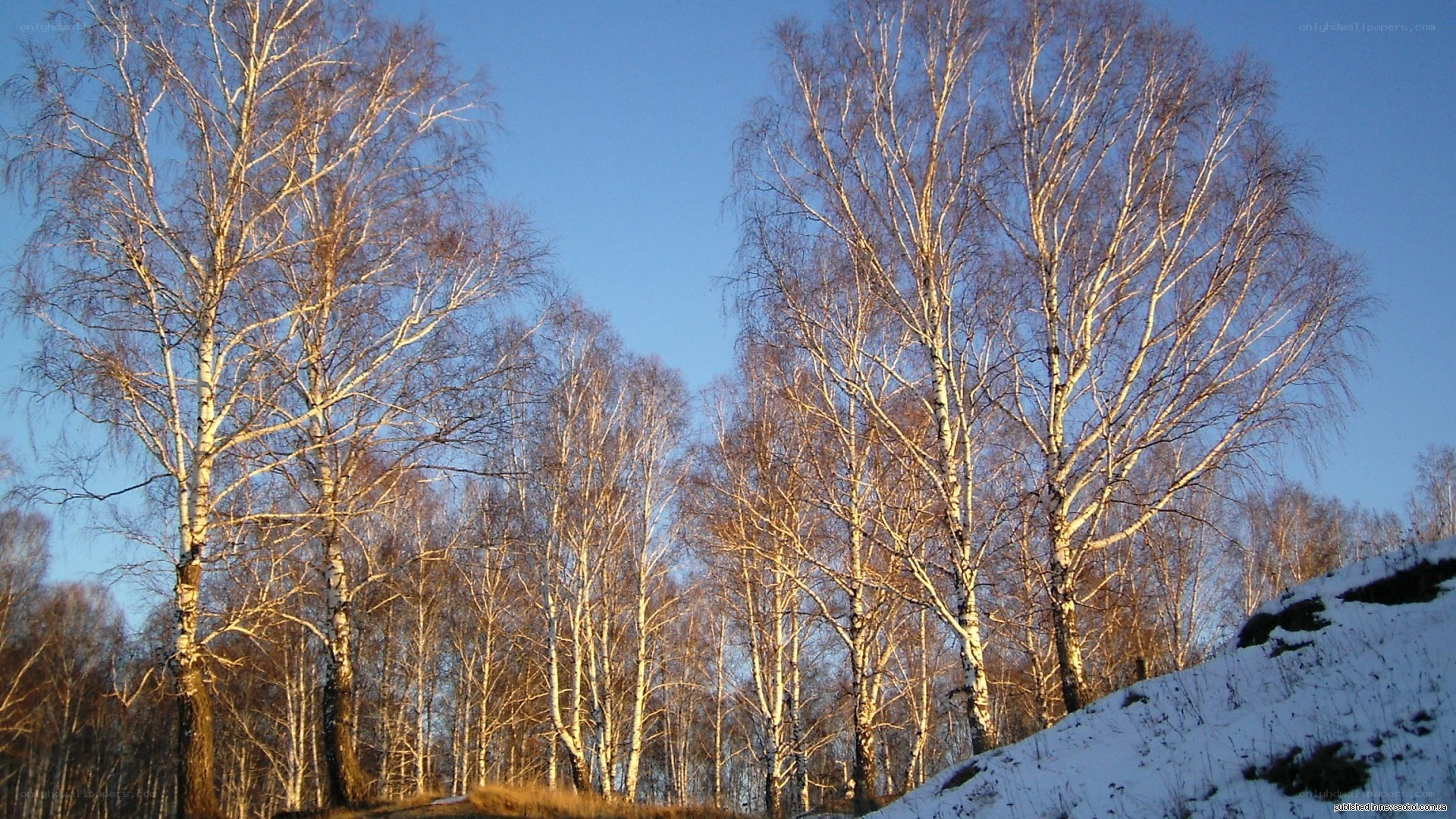 Birch trees in winter sunlight