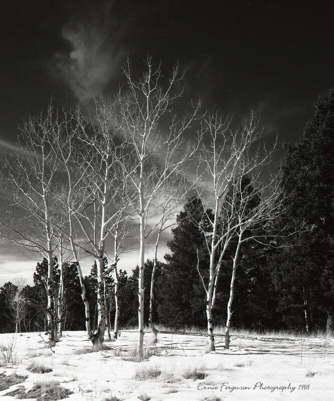 Birch Trees in Winter