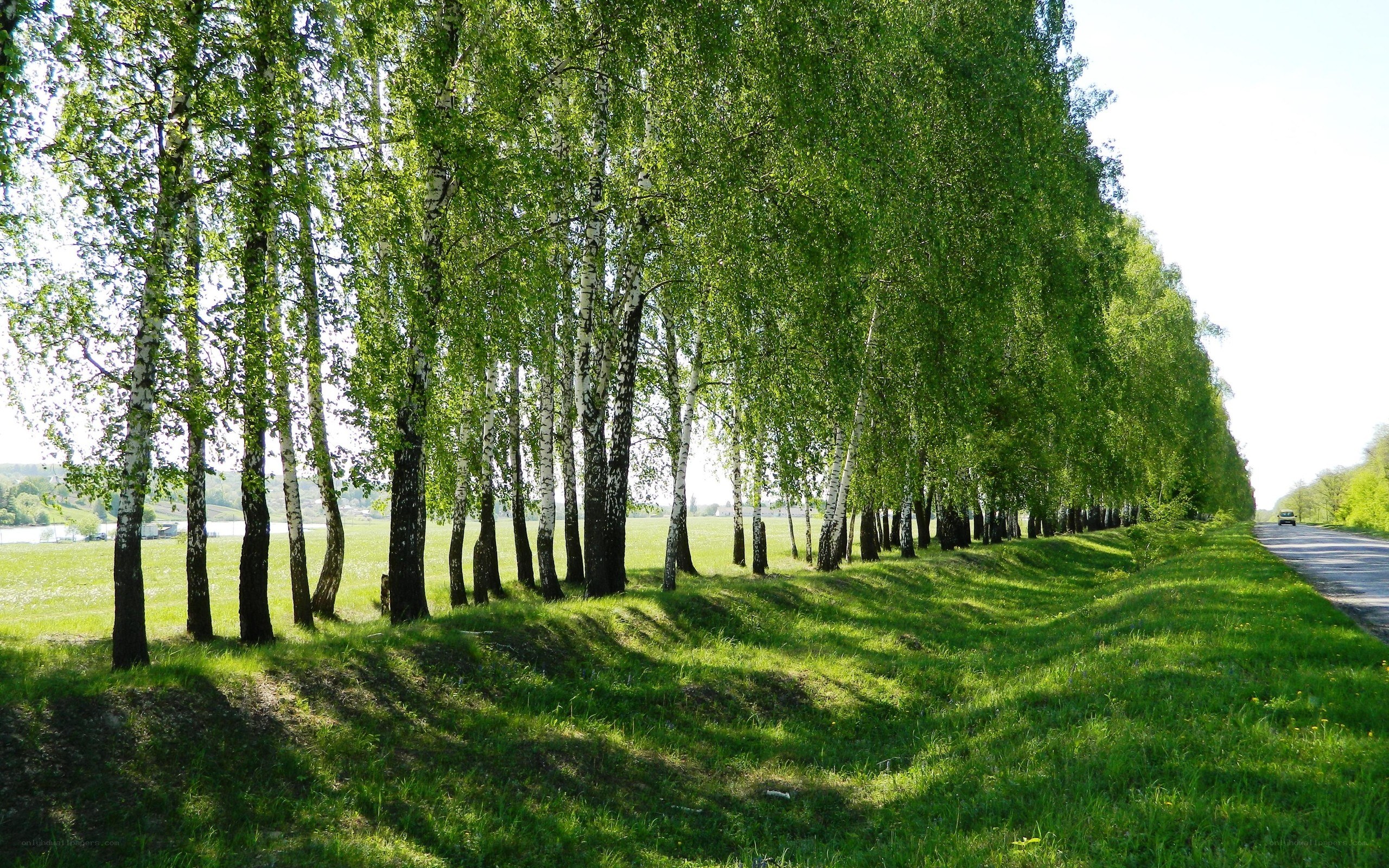Birch trees line a country road