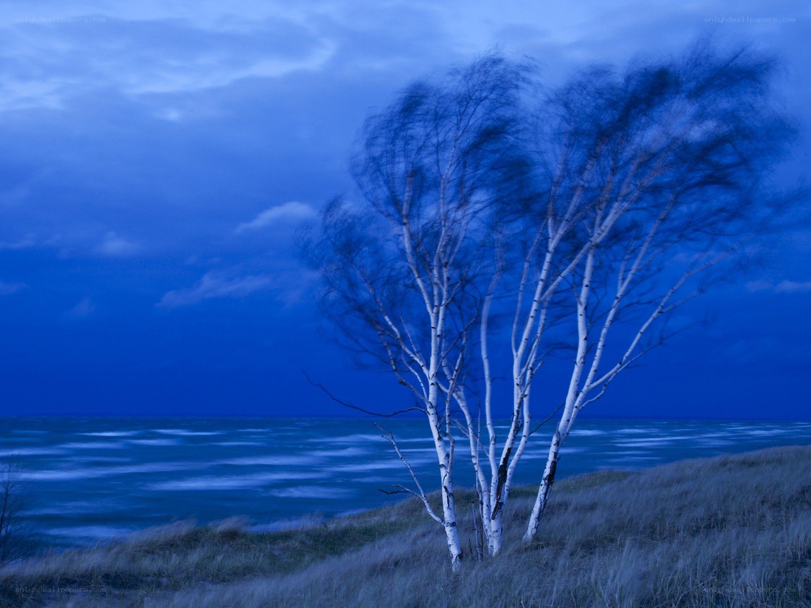 Birch trees on a dune at dusk