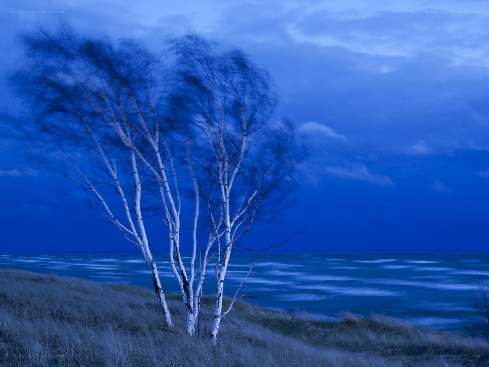 Birch trees on a dune at dusk