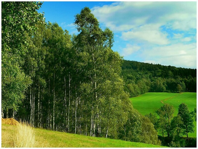 Birch Trees on a Hill
