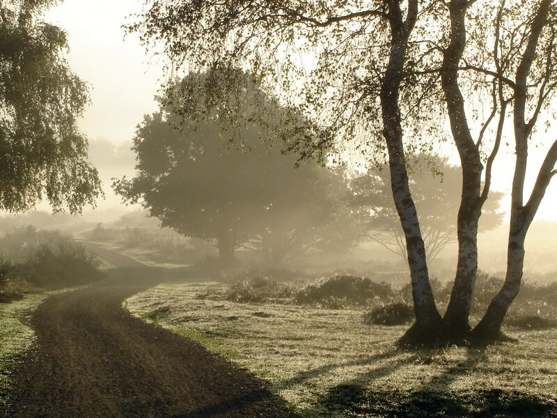 Birch Trees on a Path