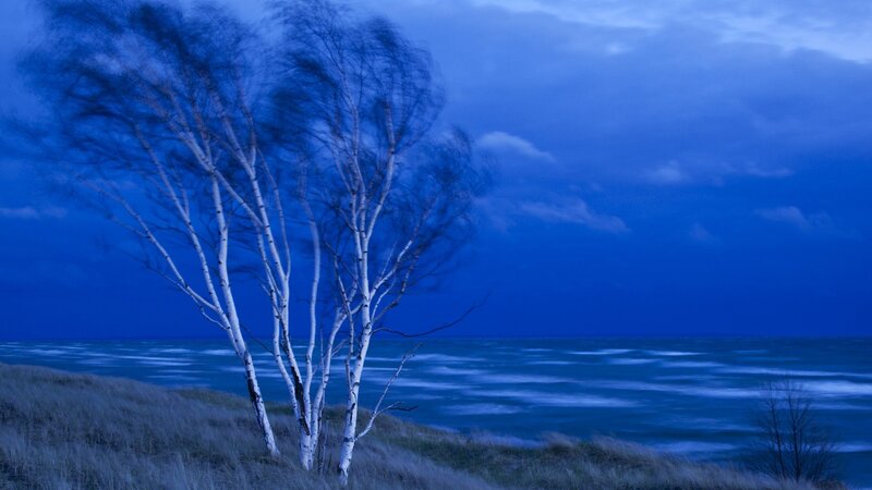 Birch trees on a windy shore