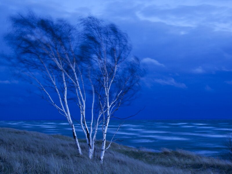 Birch Trees on Dune — Blue, Serene