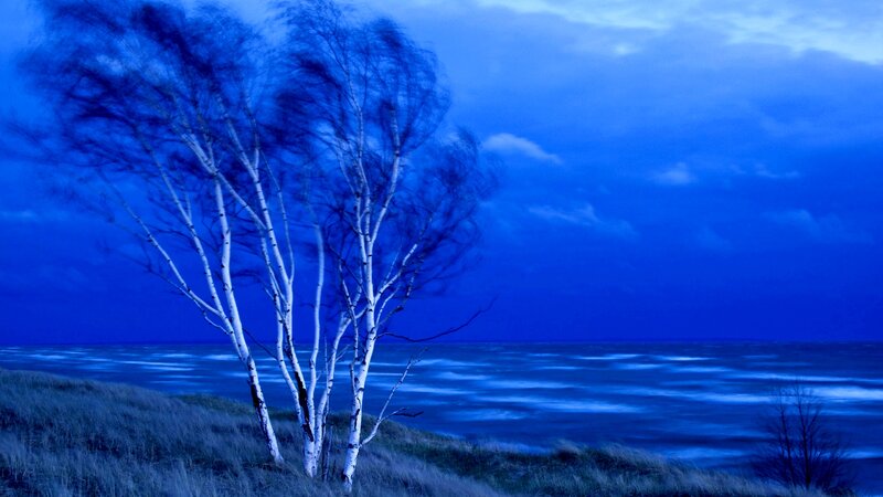 Birch Trees on Dune — Blue