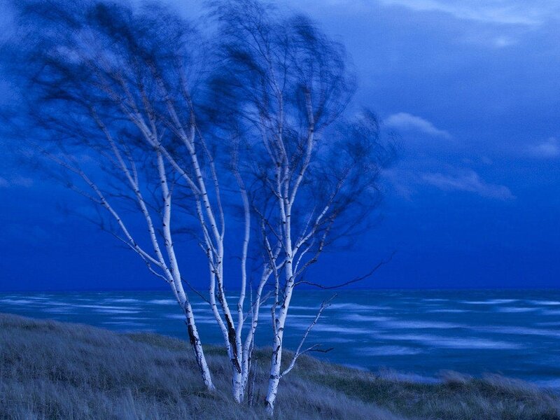 Birch Trees on Dune