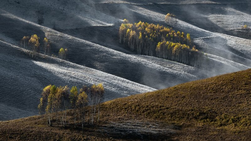 Birch Trees on Hills
