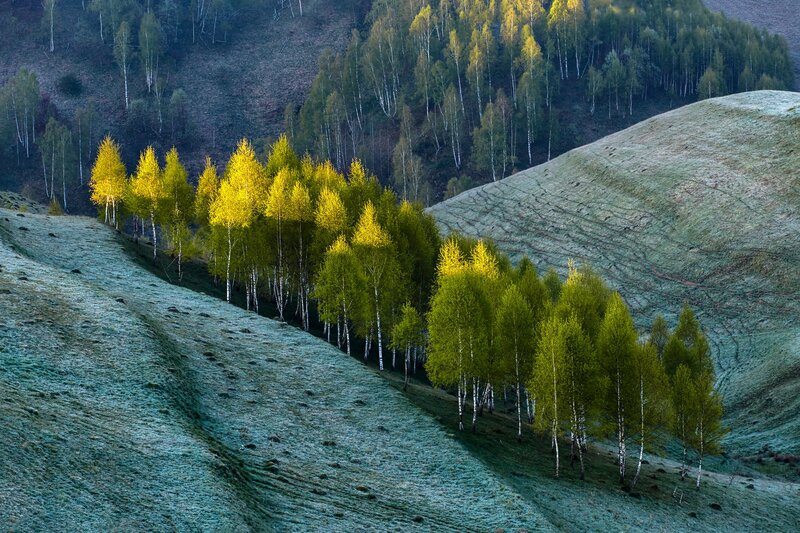 Birch Trees on Hillside — Green