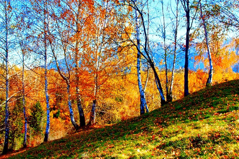 Birch Trees on Hillside