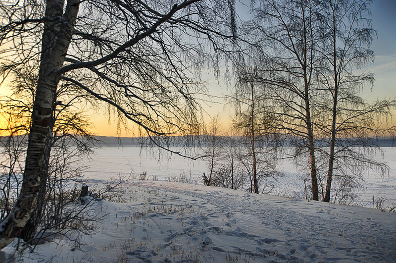 Birch Trees on Snowy Hill
