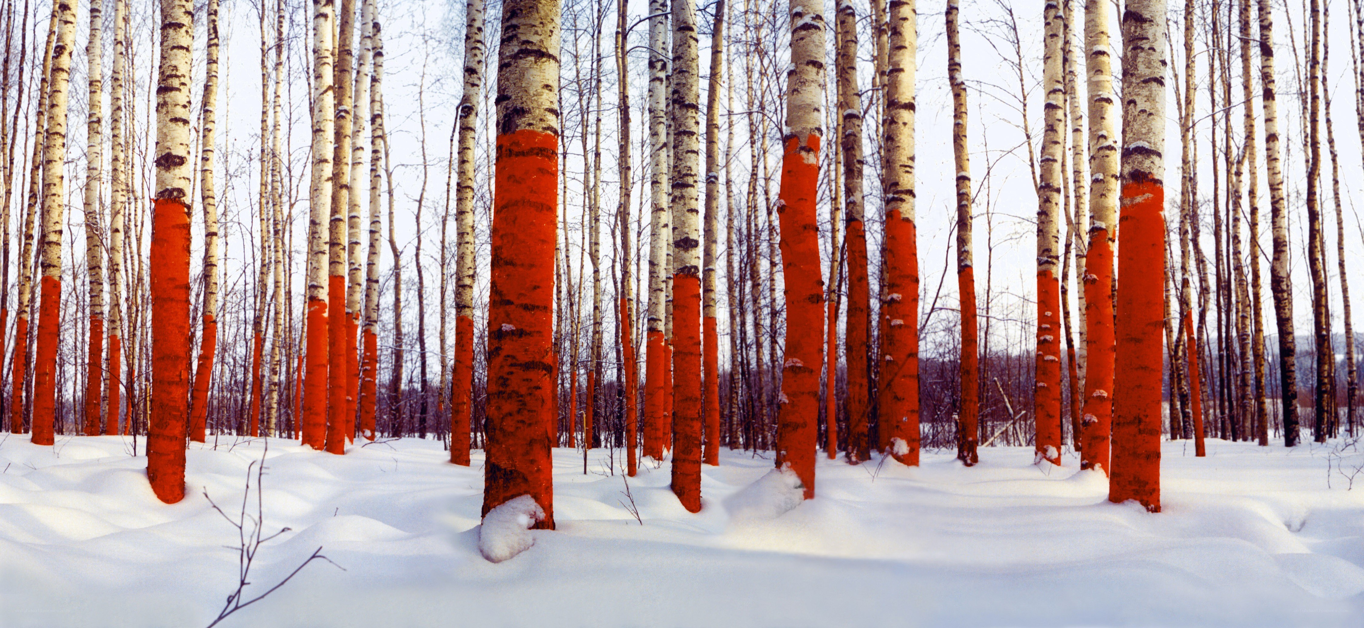 Birch trees painted red in snow