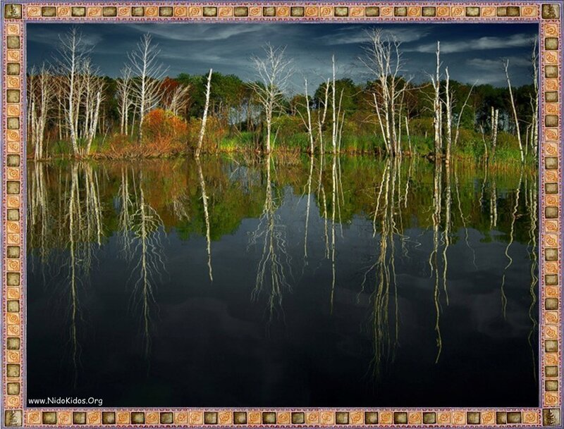 Birch trees reflected in a lake