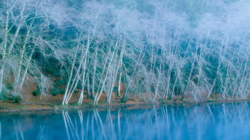 Birch trees reflected in lake