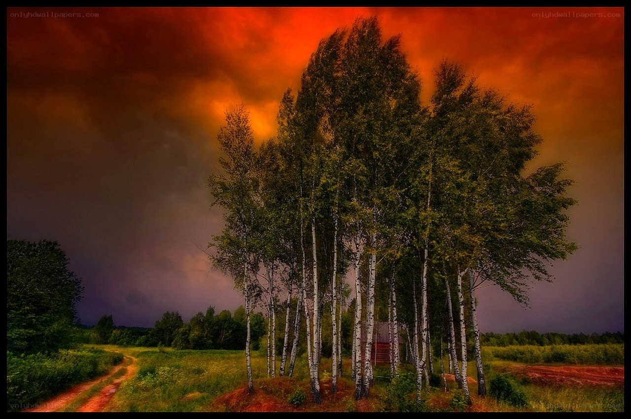 Birch trees under a stormy sky