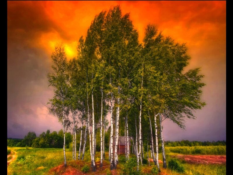 Birch trees under stormy sky