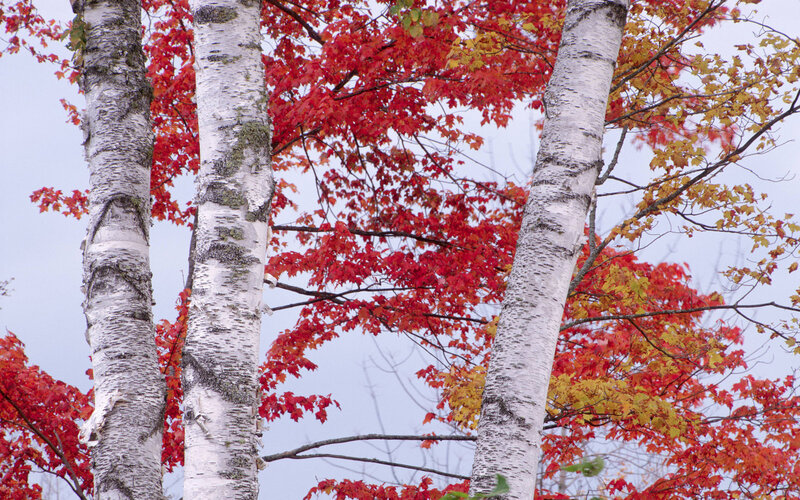 Birch Trees with Autumn Leaves