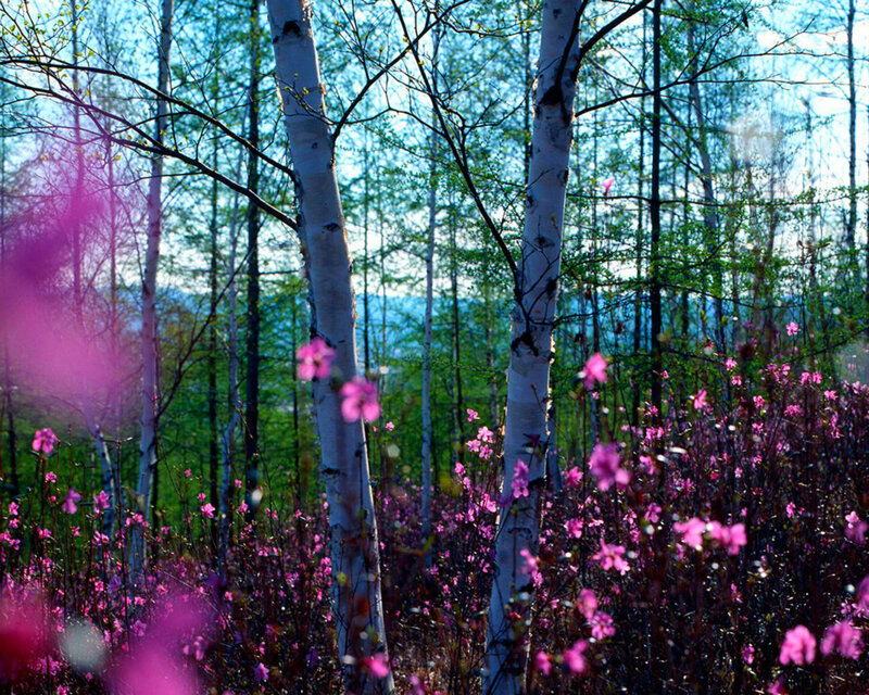 Birch Trees with Pink Flowers