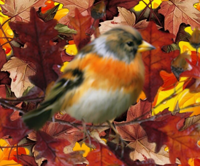 Bird Among Autumn Leaves
