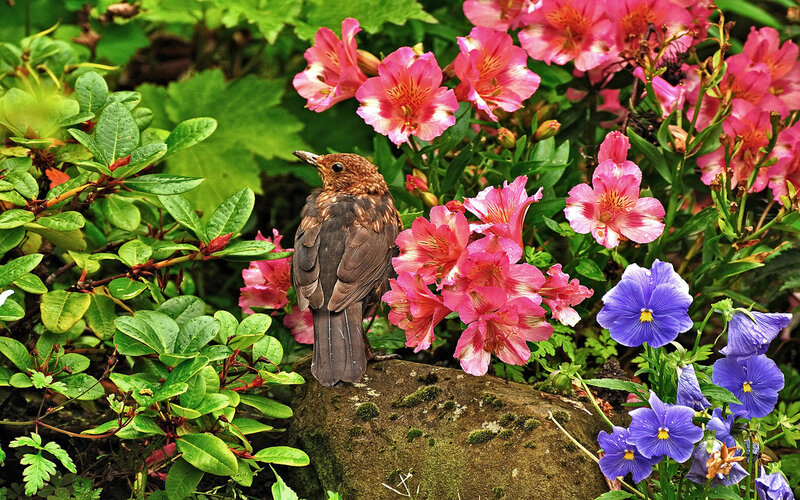 Bird among colorful flowers