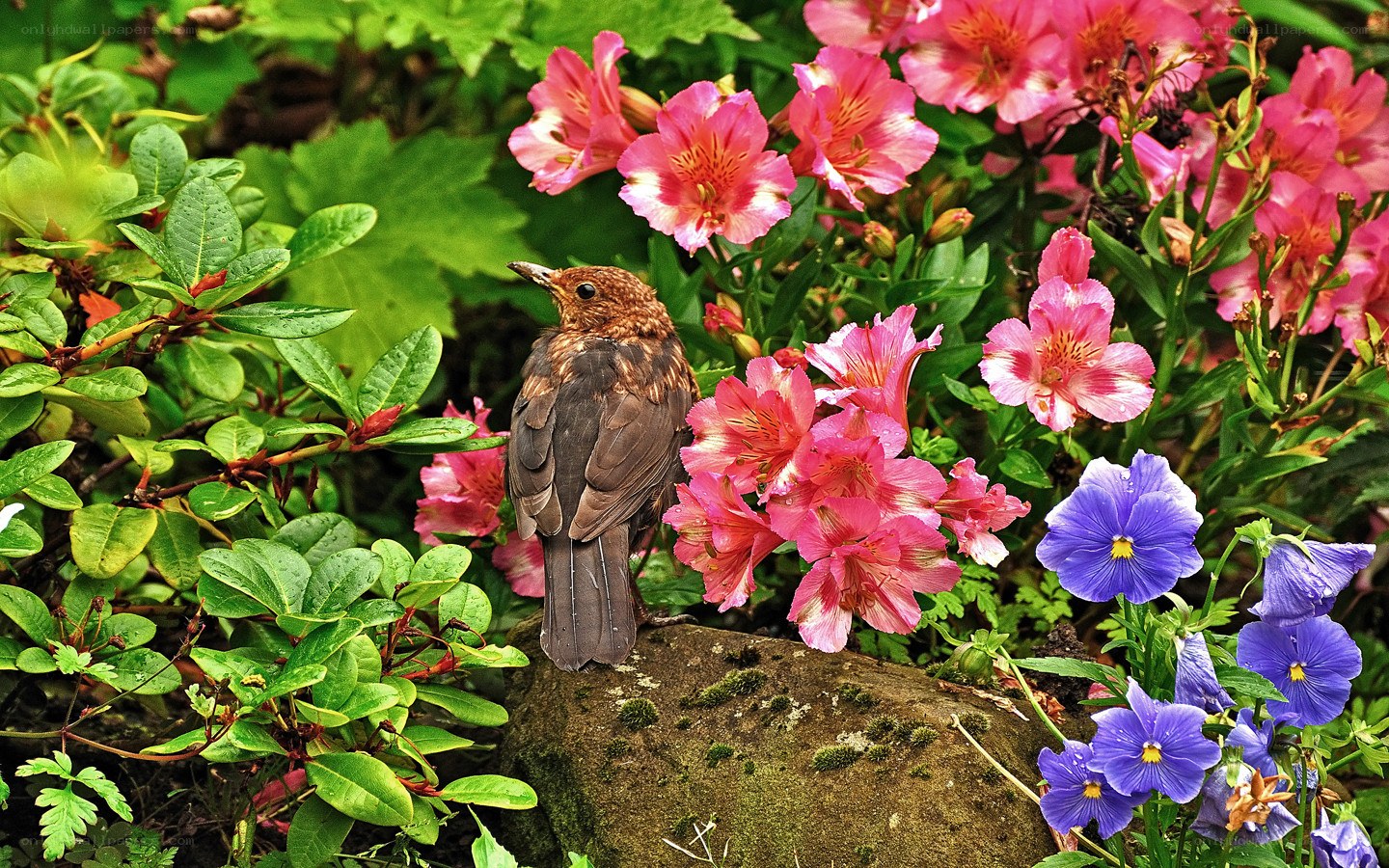 Bird among colorful flowers