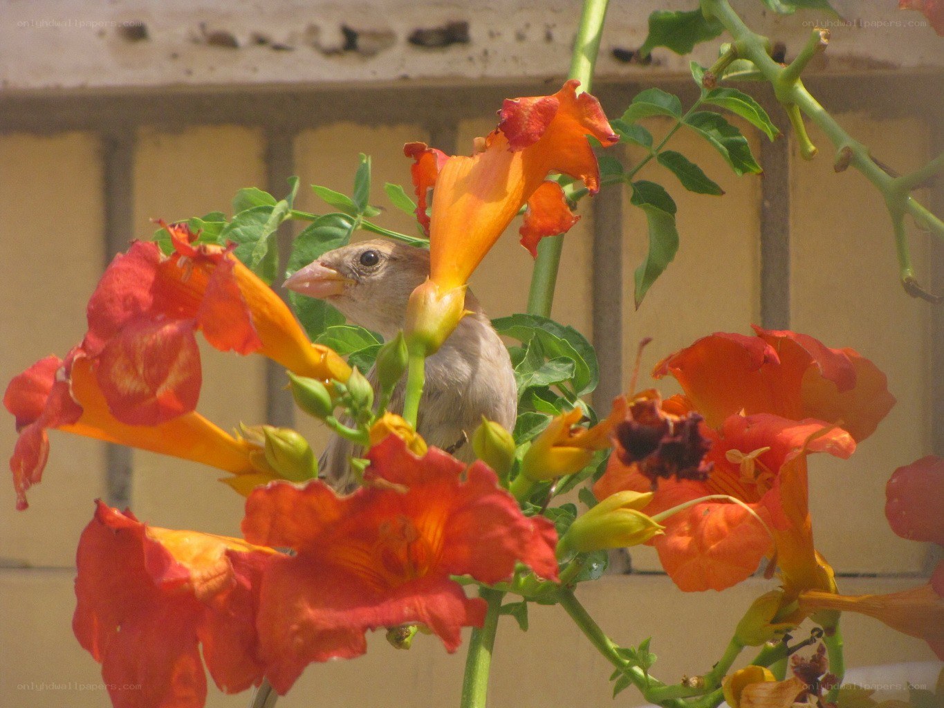 Bird among orange flowers