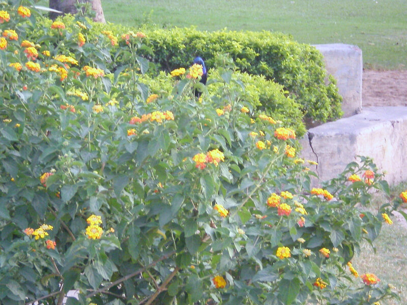 bird among yellow flowers
