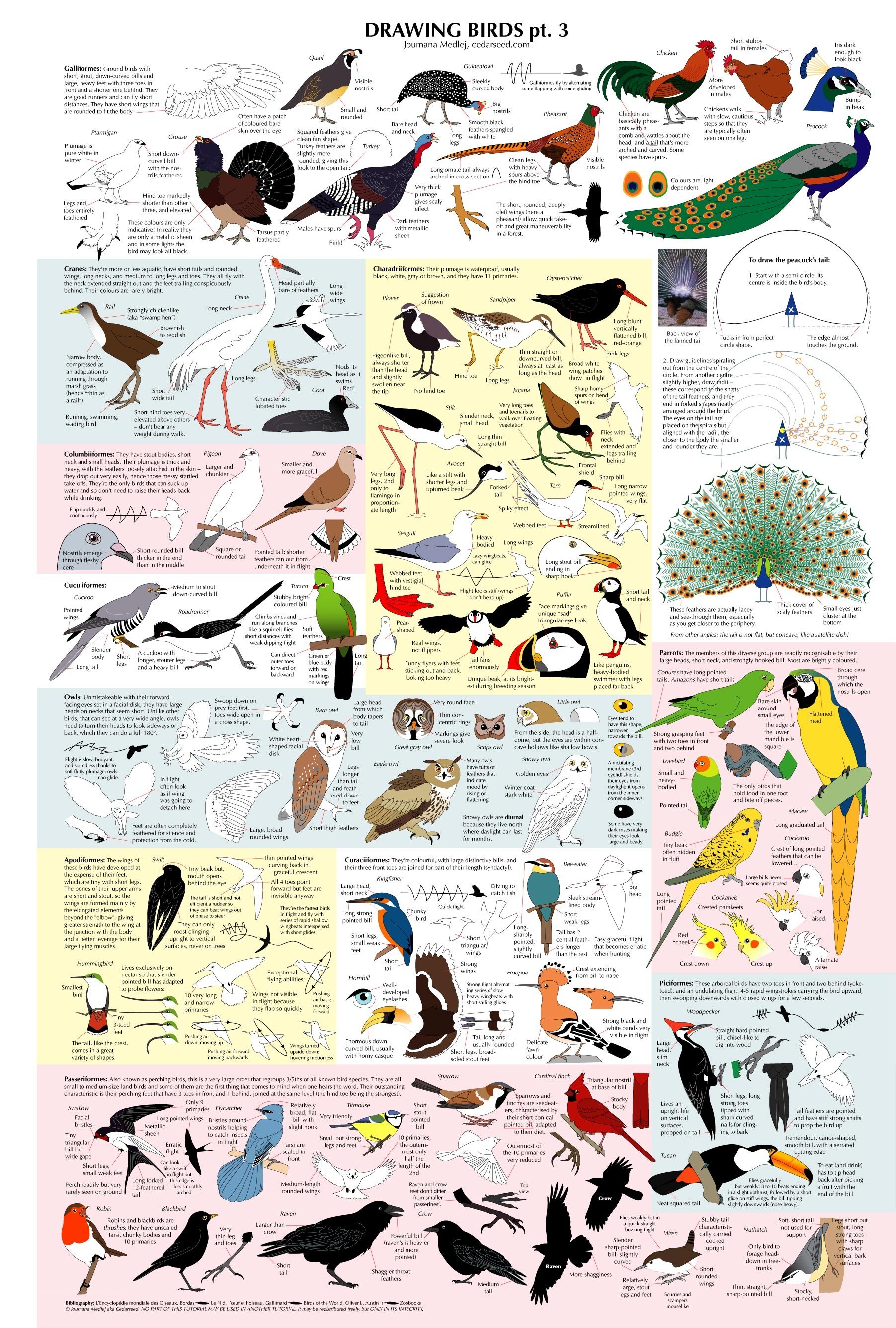 Bird anatomy and drawing guide